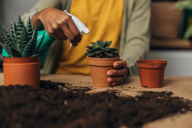 Close up view of womans hands spraying the plant with water 