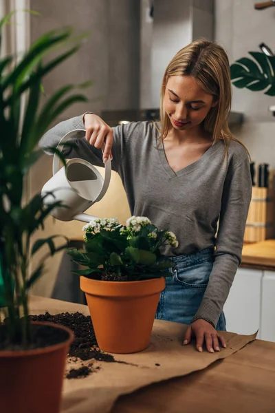 stock image A young Caucasian woman is watering her house plants