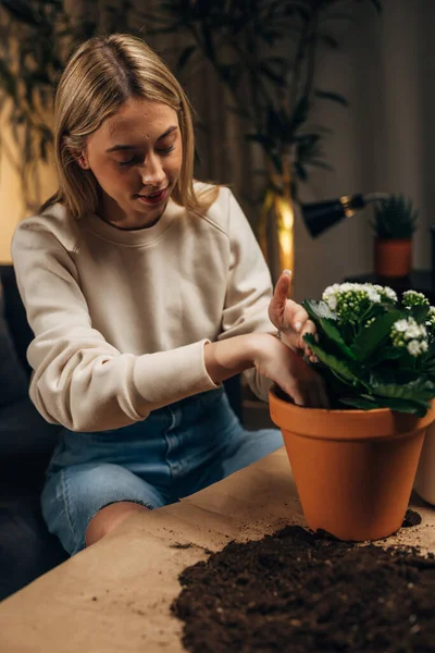 stock image A young Caucasian woman is gently potting a houseplant