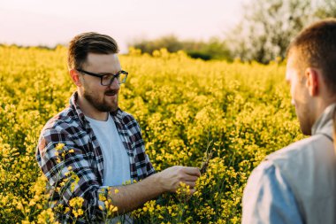 Bir Wan bitkinin kökünü gösteriyor. Yağ çekirdeği tarlasında dikilen iki beyaz adam..