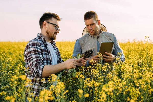 Werknemers Een Koolzaadveld Inspecteren Wortels Van Een Plant — Stockfoto