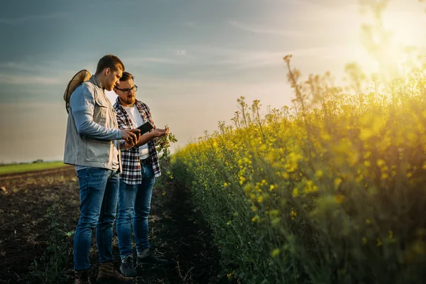 Két Mezőgazdasági Termelő Áll Mezőn Egy Növényt Vizsgálnak — Stock Fotó