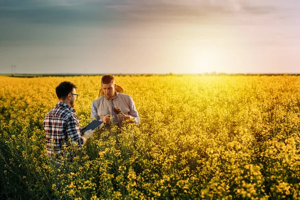 Dva Farmáři Mluví Kvalitě Kořene Rostliny Řepky Olejné Poli — Stock fotografie
