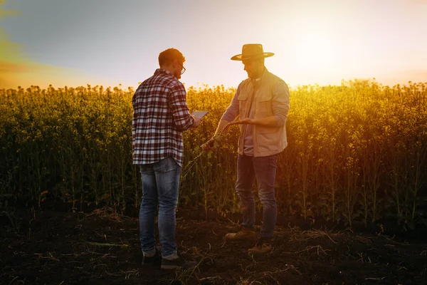 Dva Farmáři Analyzují Úrodu Poli Při Západu Slunce — Stock fotografie