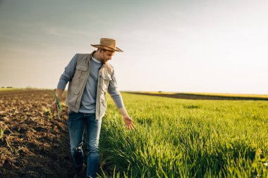 Çiftçi buğday tarlasının yanında yürür ve bitkilere dokunur.