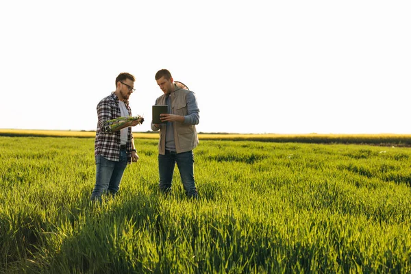 stock image Two farmers inspect plant sample from the field.