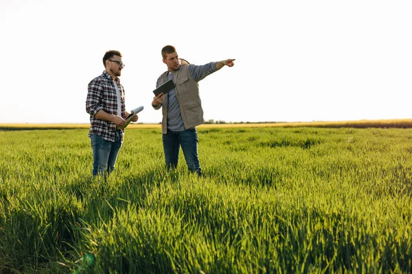 Двоє Фермерів Контролюють Зростання Зернового Поля — стокове фото
