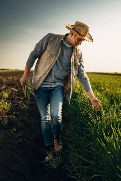 Farmář Dotýká Pšeničných Plodin Zatímco Obdělává Pole — Stock fotografie