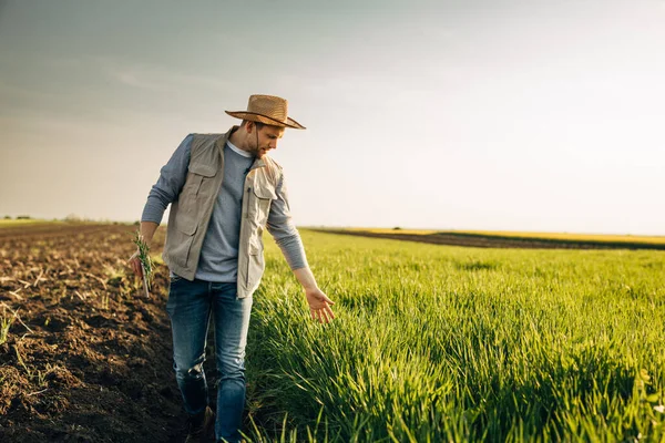 Farmář Kráčí Vedle Svého Pšeničného Pole Dotýká Rostlin — Stock fotografie