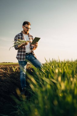 A Caucasian man is standing in the field and doing a health check of the root with tablet. clipart