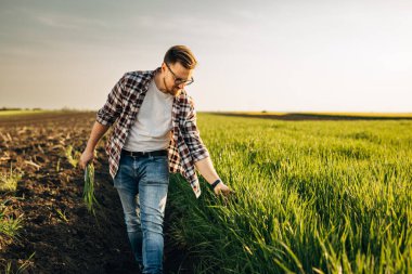 Çiftçi tarlanın yanında yürürken buğday ürünlerine dokunur..