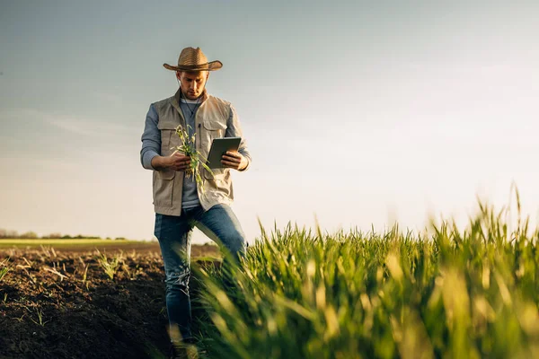 タブレットを持った男が農地に立って作物を調べている — ストック写真