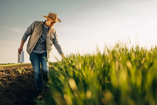 Agricultor Está Caminhando Campo Tocando Suas Colheitas — Fotografia de Stock