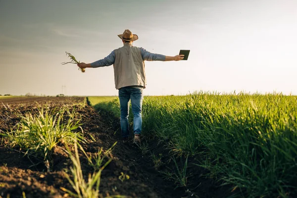 Een Man Loopt Vrij Door Zijn Landbouwgrond Met Zijn Armen — Stockfoto