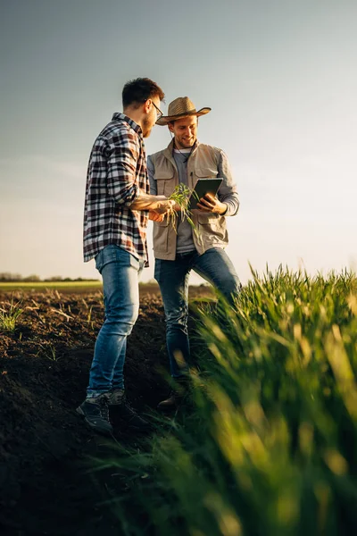 Dwóch Rolników Stosujących Technologię Sprawdzania Jakości Upraw — Zdjęcie stockowe