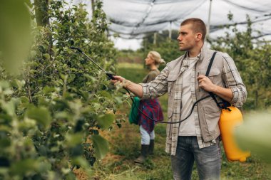 Two Caucasian people working in an orchard. clipart