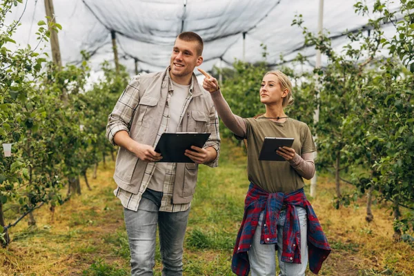 stock image A woman and a man working in the orchard and checking the progress.