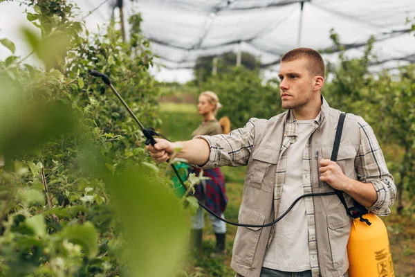 stock image A man is spraying a fruit plantation.