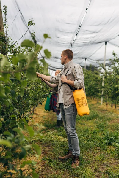 stock image Workers are working in the orchard with pesticide bottles.