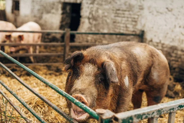 Porc Dans Une Stalle — Photo
