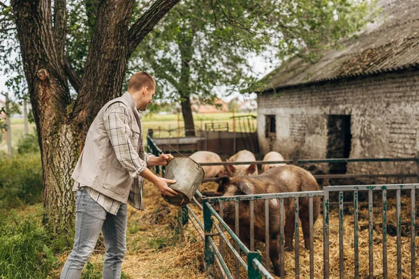 Een Boer Voedt Varkens — Stockfoto