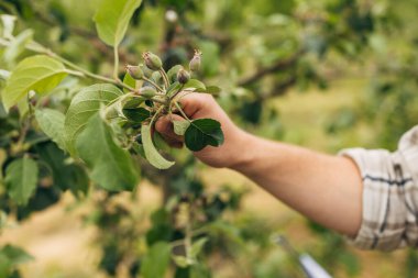 Meyve yetiştiren elma dalının yakın görüntüsü