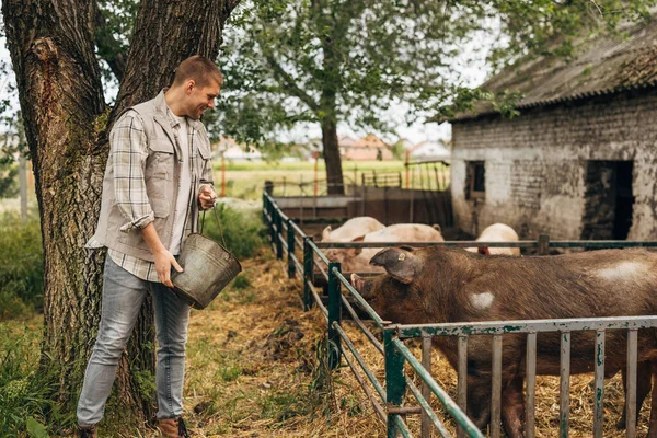 stock image Farmer is feeding pigs on his animal farm.