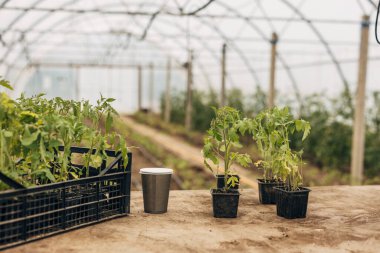 Bir serada, masada domates tohumu..