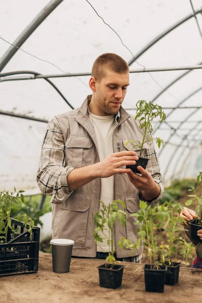 stock image A man looking at a tomato seedling.