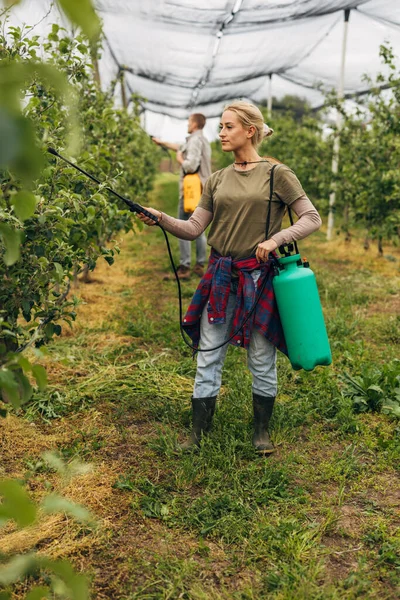 A blond woman sprays apple trees with chemicals in the orchard.