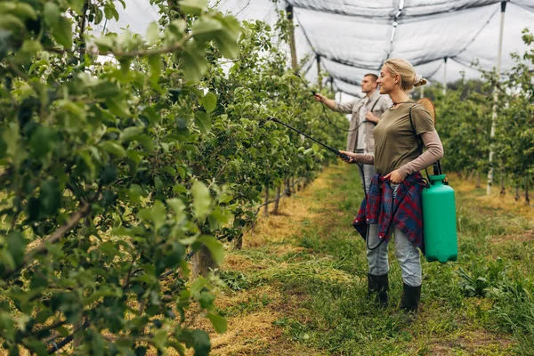 stock image A woman and a man spraying apple trees in the orchard.