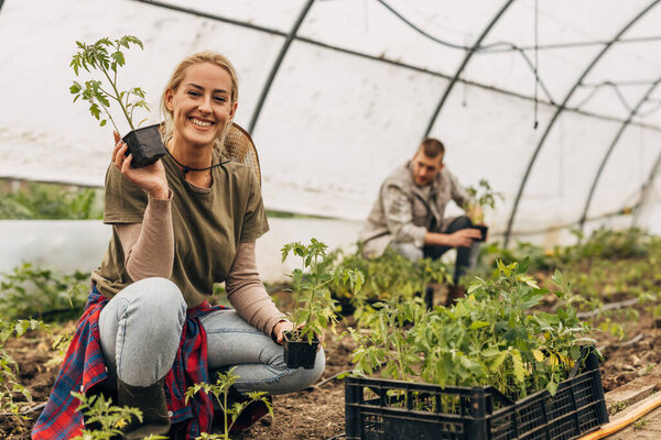 A happy female gardener is holding a tomato seedling and looking at the camera.