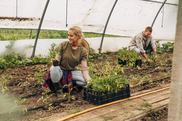 Farmers relocate tomato seedlings from crate to the soil in a greenhouse.