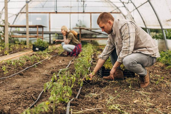 Side view of a man and a woman planting seedlings in a greenhouse.