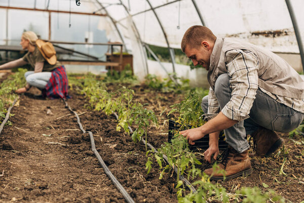 A caucasian man is planting tomato seedling in a greenhouse.