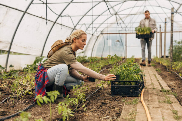 A woman takes a tomato seedling from the crate to plant it in a greenhouse. Man brings another cart.
