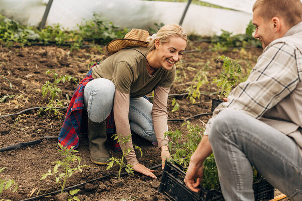 Happy gardeners plant tomato seedlings in a greenhouse.