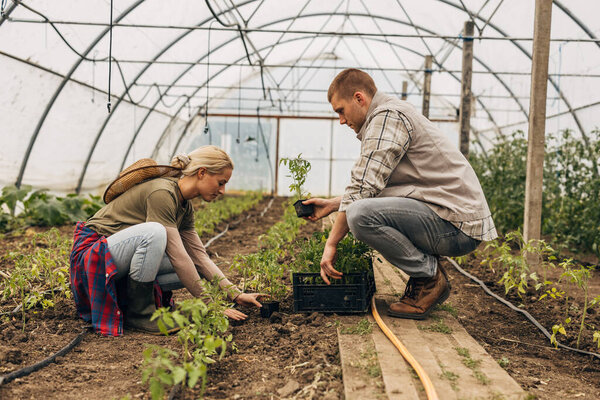 A man and a woman planting seedlings in a greenhouse.