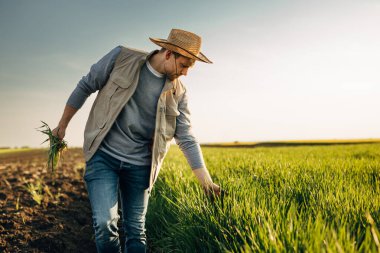 Tahıl tarlasının yanında tek başına yürüyen çiftçiler.