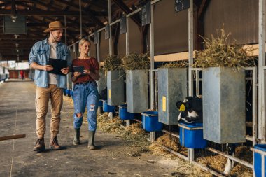 Farmers walk in the stall and check on young livestock. clipart