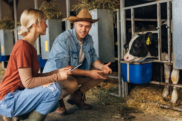 Farmer Inspektorka Rozmawiają Boksie Krowami — Zdjęcie stockowe