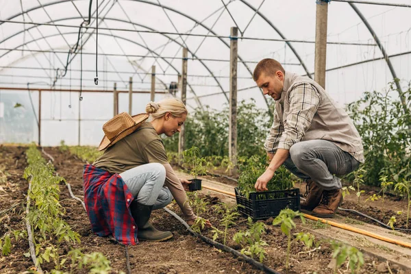 A woman and a man planting tomato seedling in a greenhouse soil.