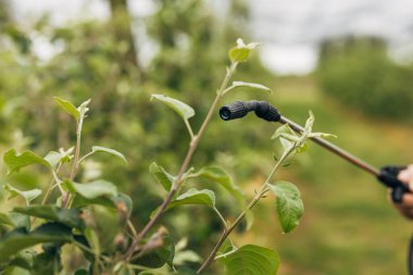Bir ağaç dalına ulaşan spreyin yakın görüntüsü.