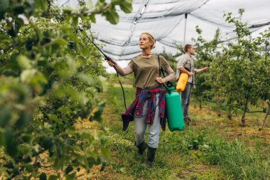 Bir kadın ve bir adam meyve bahçesinde çalışıyor, elma ağaçlarına böcek ilacı sıkıyorlar..