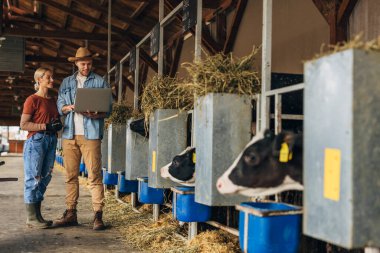 Bir adam ve bir kadın hayvan çiftliğinde dizüstü bilgisayarla istatistik tutuyorlar..