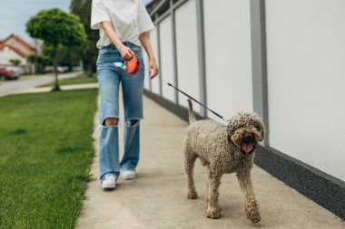 Te Dog dışarıda sahibiyle sokakta yürüyor..