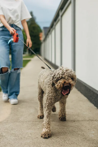 Lycklig Hund Tar Promenad Med Ägare — Stockfoto