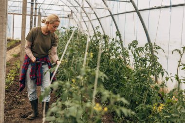 Sarışın bir kadın bahçesinde sebzeleri kontrol ediyor..