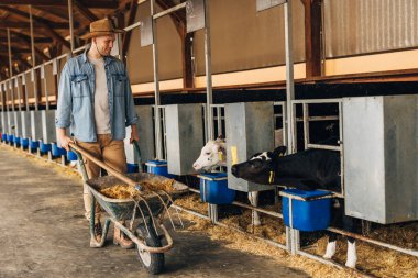 Cute calves look at the farmer while he brings a cart full of hay for feeding. clipart