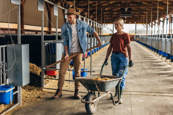 Man takes hay from storage room and puts in into a cart for feeding the cows